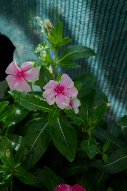 Planta de vinca