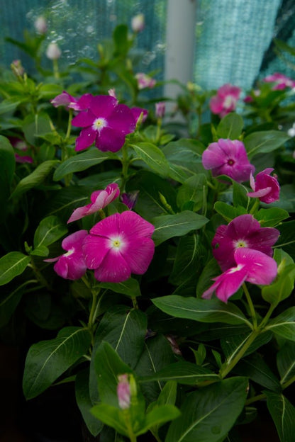 Planta de vinca