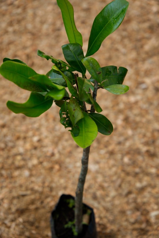 Mamey Apple - Grafted Tree – SoulFire Farm