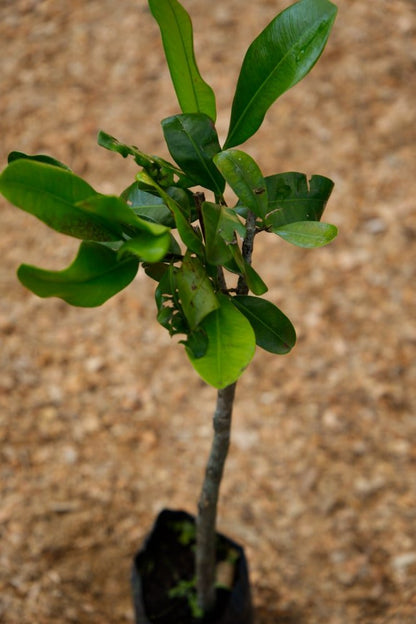 Mamey Apple - Grafted Tree