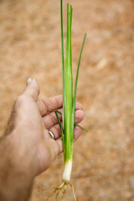 Vetiver Grass Plugs