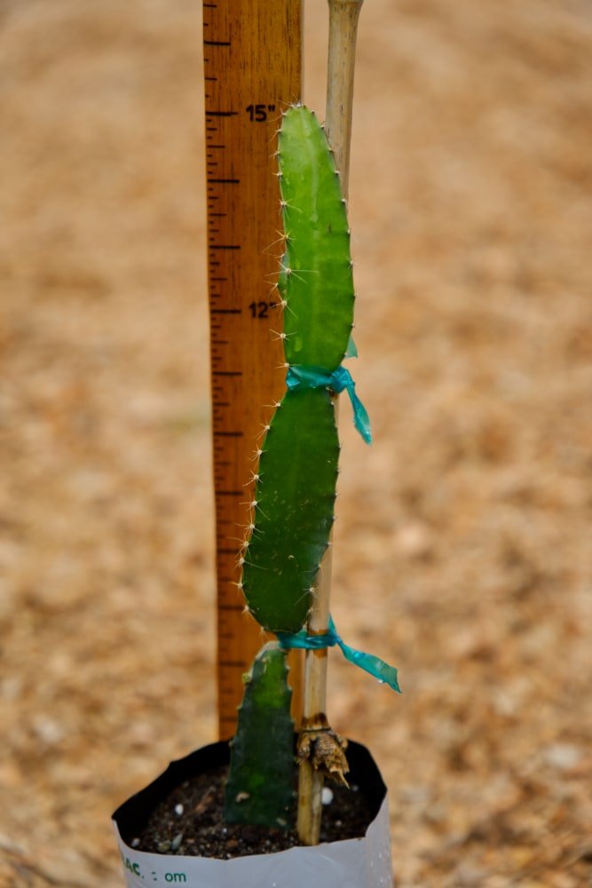 Dragon Fruit Plant