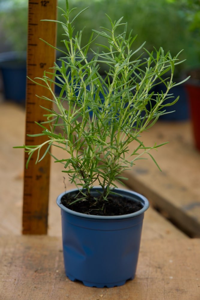 Rosemary Plant