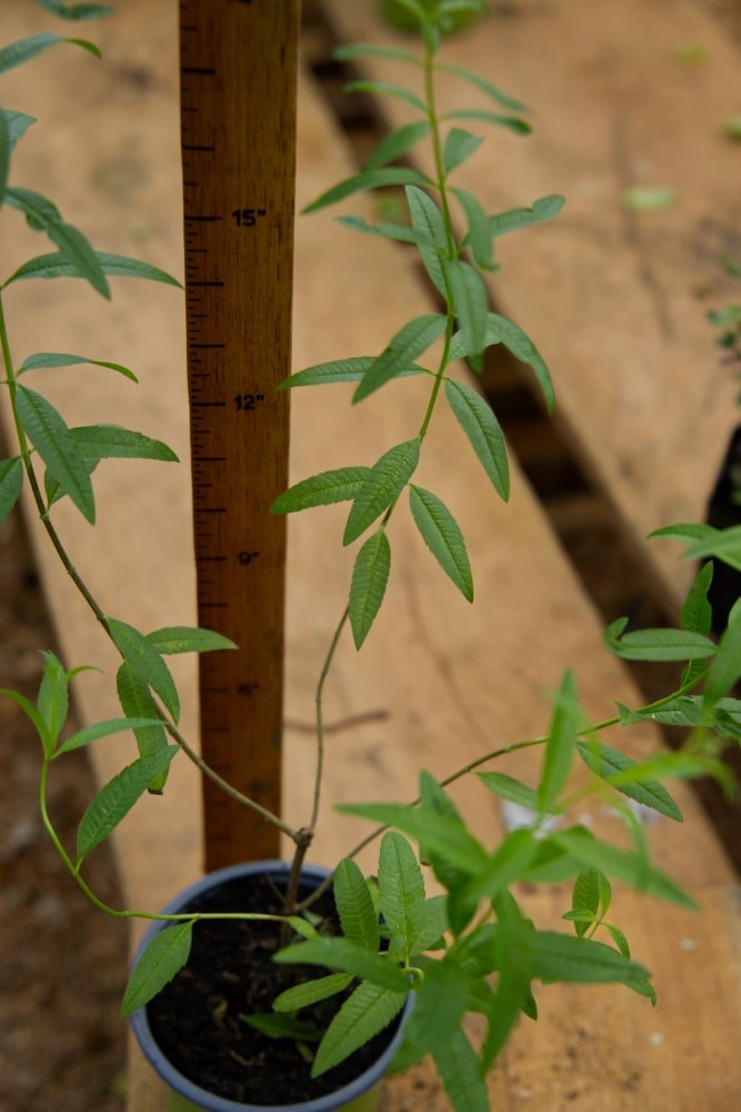 Planta de verbena de limón