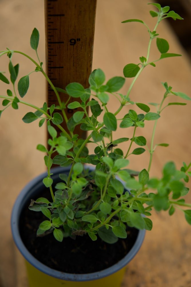 Greek Oregano Plant