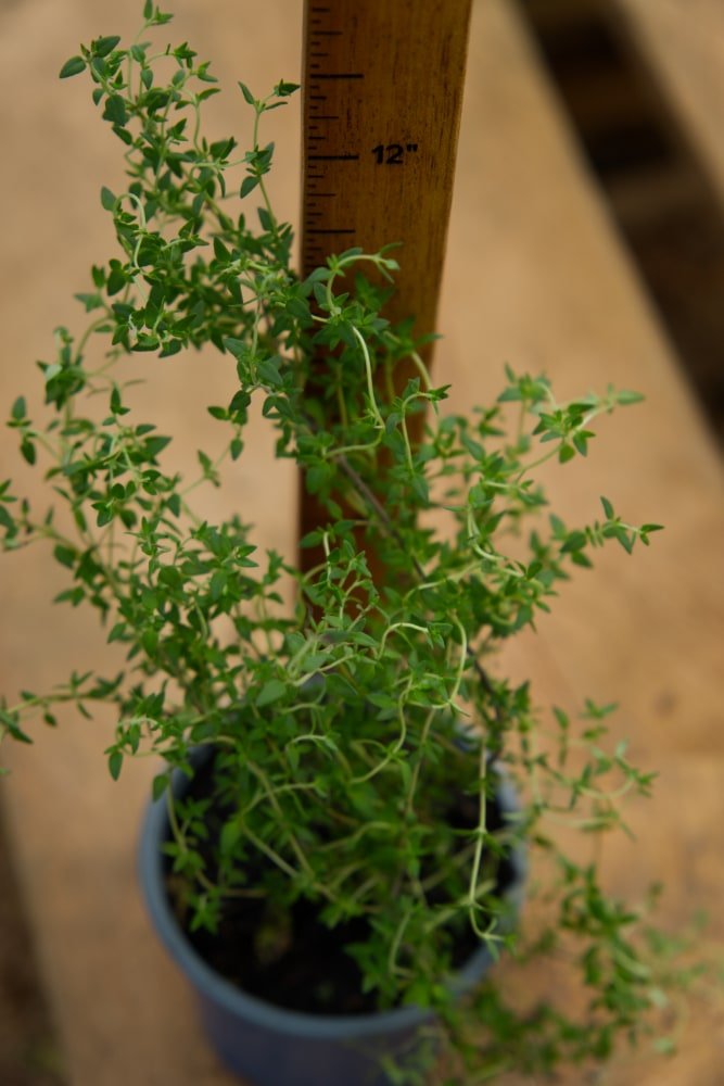 Thyme Plant