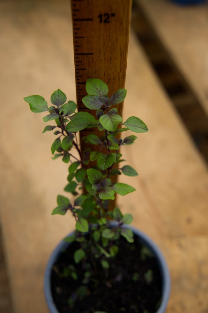 Mini Purple Basil Plant