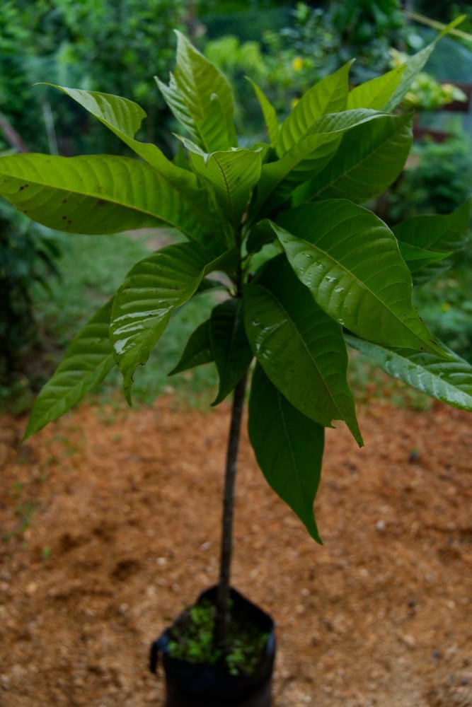 Mamey Sapote Tree – SoulFire Farm
