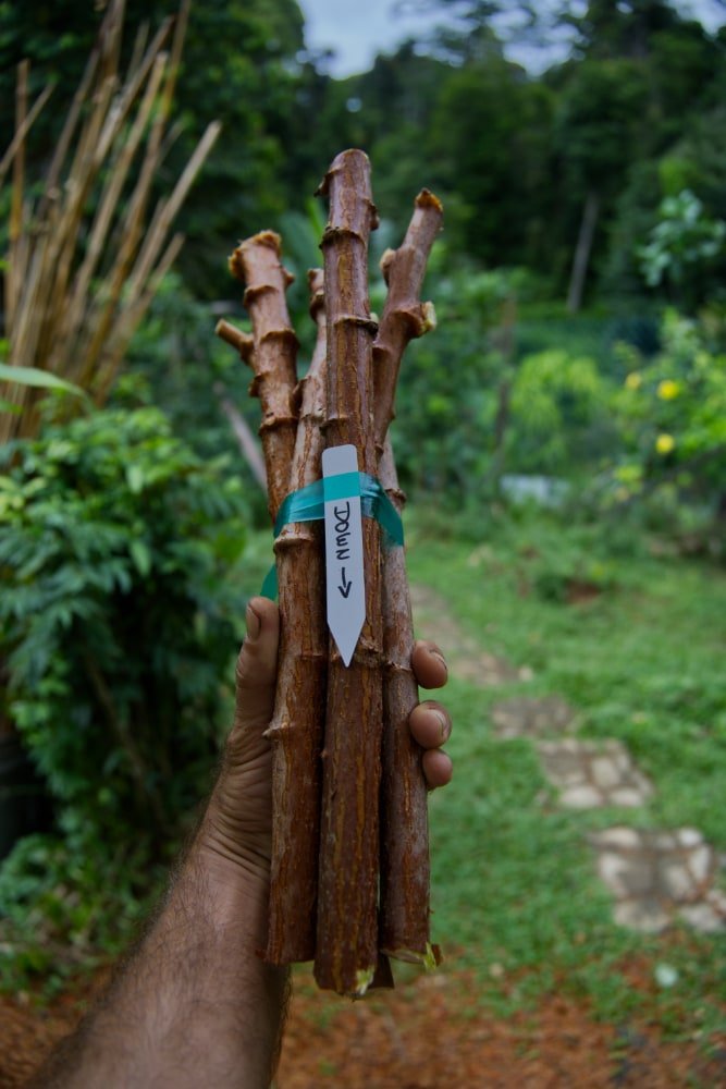Cassava Cuttings (10 Cuttings)