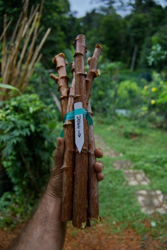 Cassava Cuttings