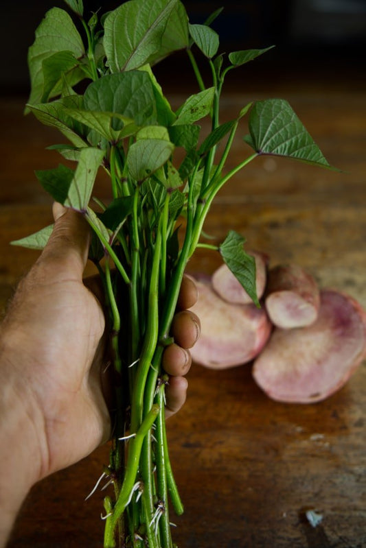 Esquejes de batata morada de Okinawa