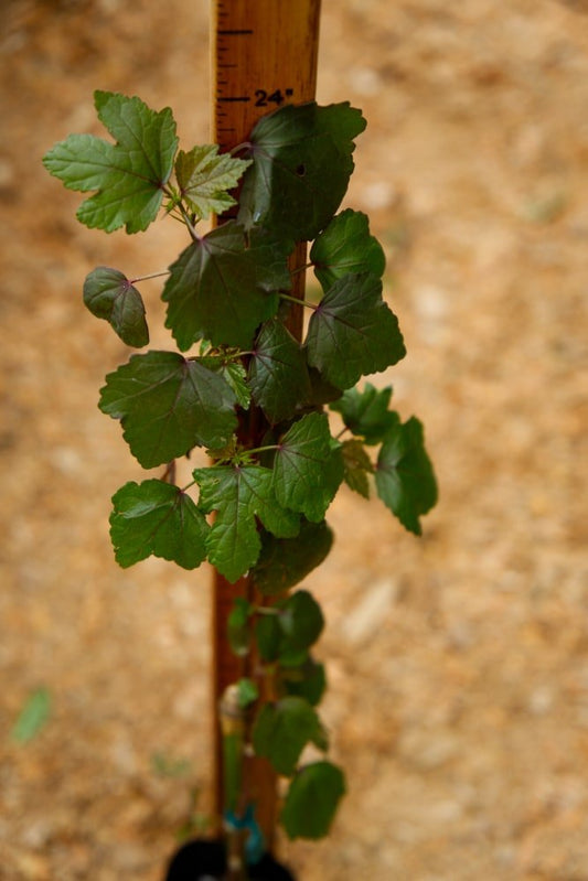 Cranberry Hibiscus Plant