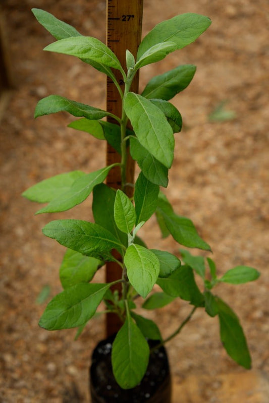 Planta de salvia