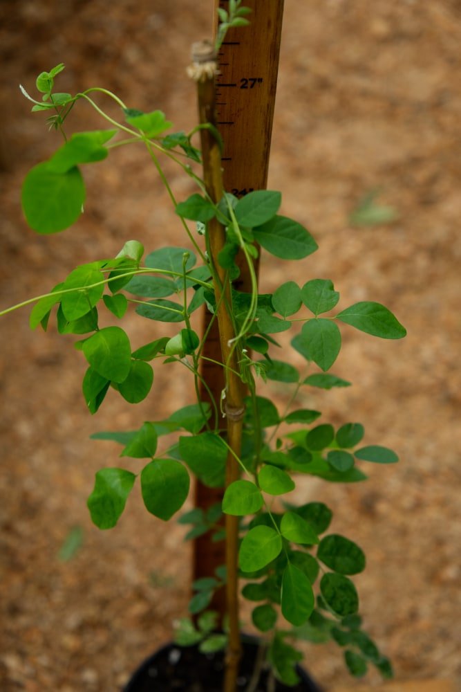 Planta de Butterfly Pea 'Lavender Queen'