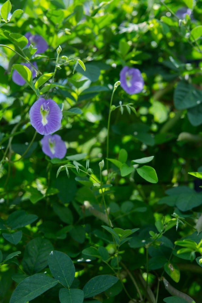 Planta de Butterfly Pea 'Lavender Queen'