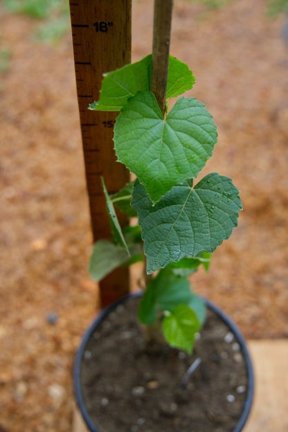 Muscadine Grape Plant