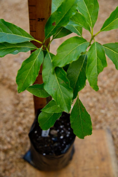 Avocado Semil 34 - Grafted Tree