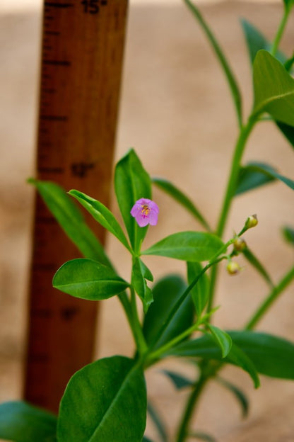 Surinam Spinach Plant