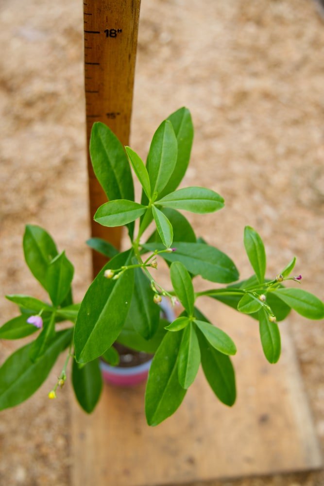 Surinam Spinach Plant