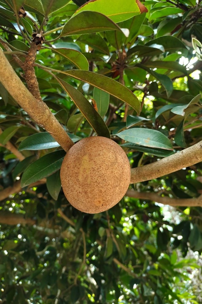 Mamey Apple - Grafted Tree – SoulFire Farm