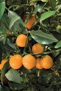 Árbol injertado de kumquat Meiwa
