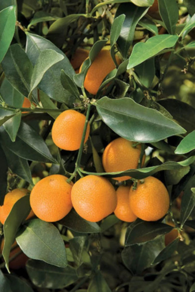 Árbol injertado de kumquat Meiwa