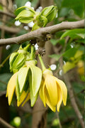 Ylang-ylang Tree