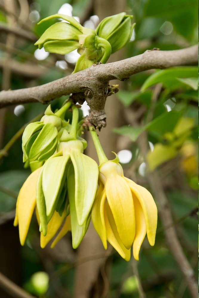 Árbol de ylang-ylang
