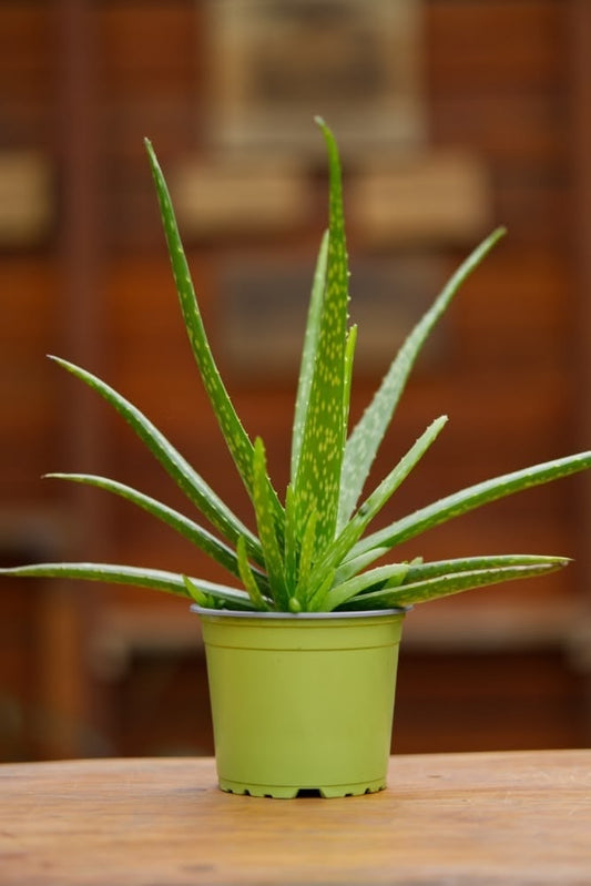 Aloe Vera Plant