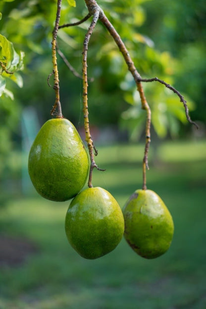 Aguacate Catalina - Arbol Injertado