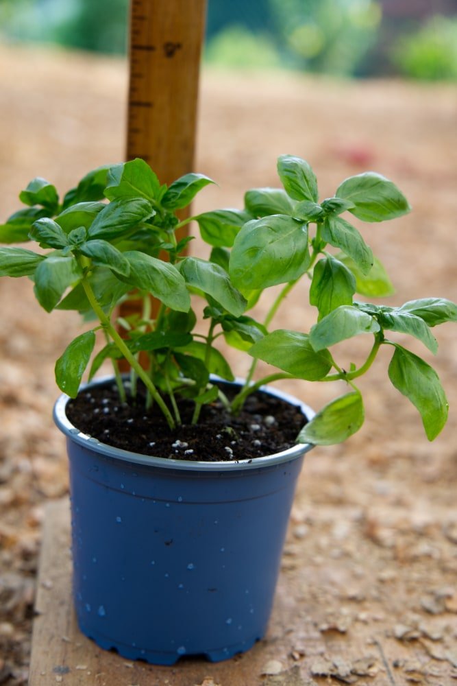 Planta de albahaca genovesa