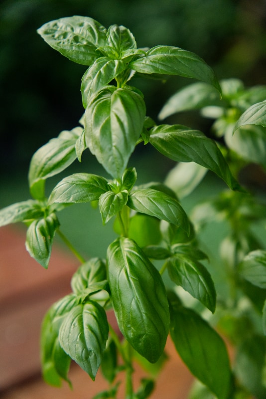 Genovese Basil Plant (Prospera® Compact)