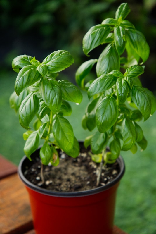 Genovese Basil Plant (Prospera® Compact)