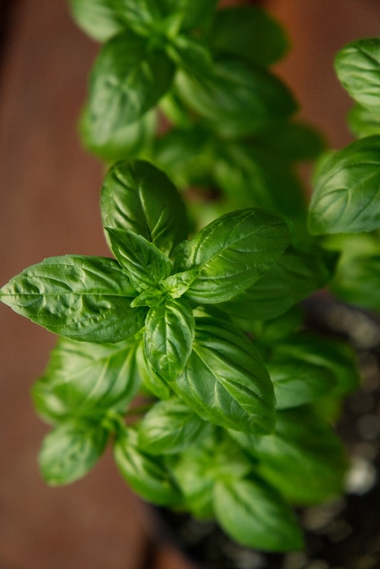 Planta de albahaca genovesa (Prospera® Compact)