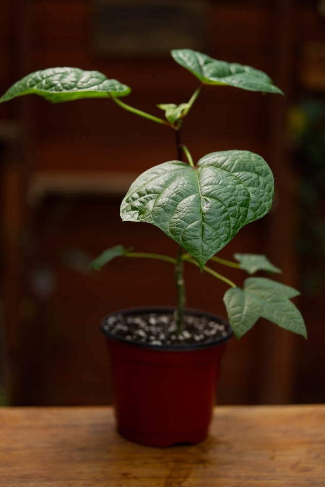 Planta Bele
