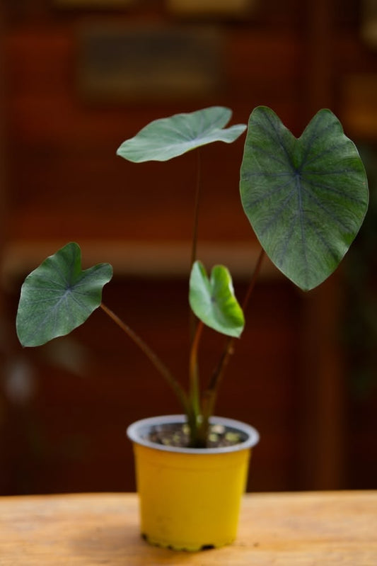 Black Magic Taro Plant