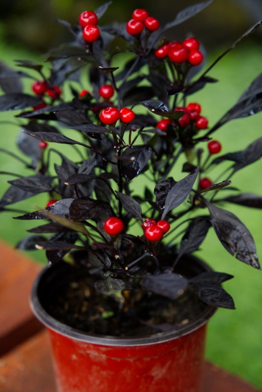 Black Pearl Pepper Plant