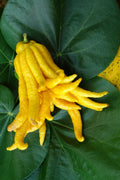 Buddha's Hand Citrus