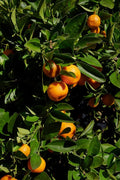 Calamondin - Árbol injertado