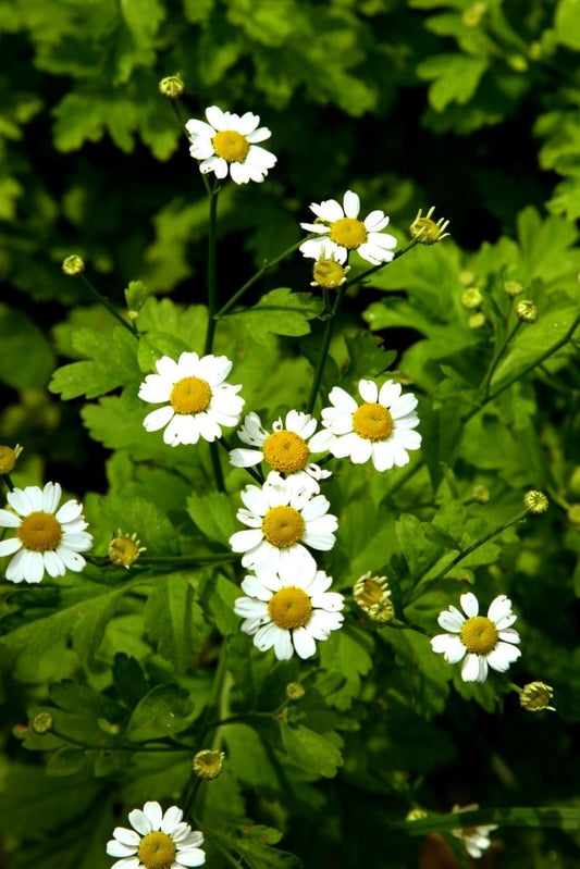 Feverfew Plant