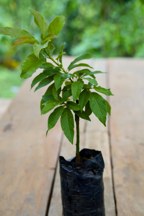 Aguacate Choquette - Árbol injertado