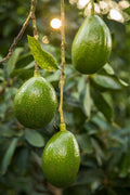 Aguacate Choquette - Árbol injertado