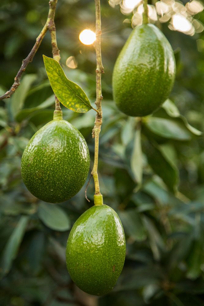 Avocado Choquette - Grafted Tree