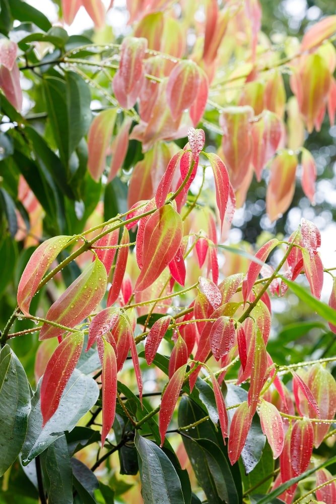 Cinnamon Tree – SoulFire Farm