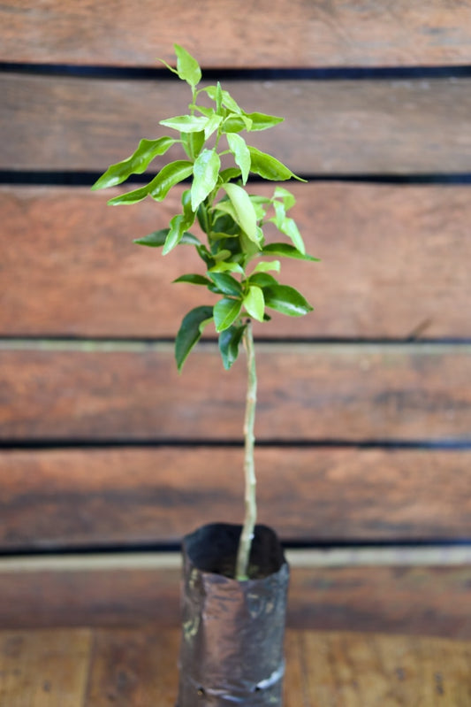 Árbol injertado de clementina