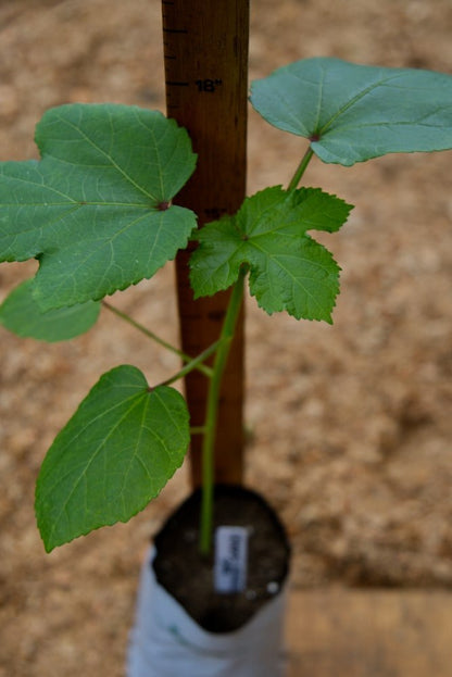 Planta de okra - Clemson Spineless