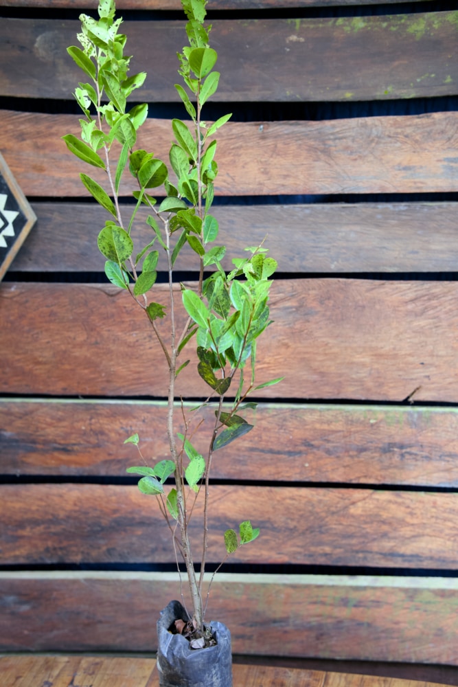 Cocoplum Tree – SoulFire Farm