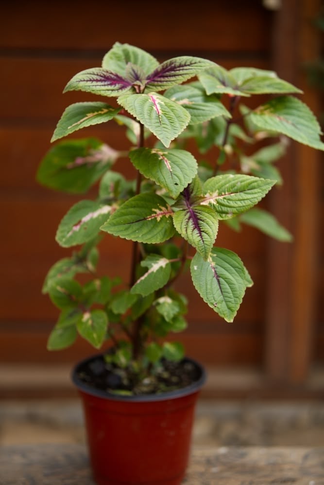 Coleus Plant