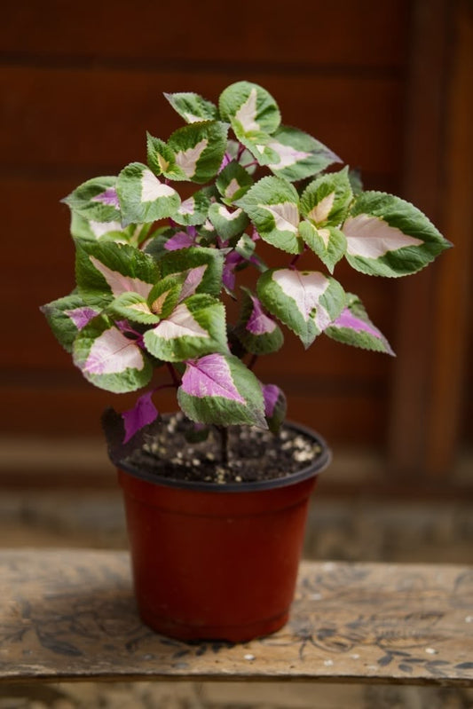 Coleus Plant