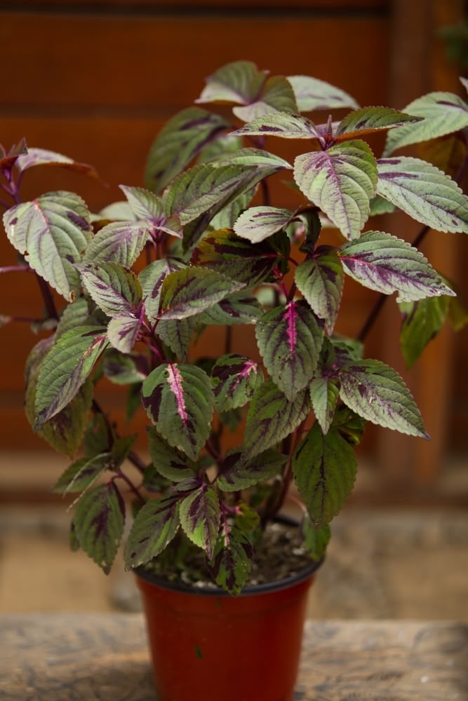 Coleus Plant